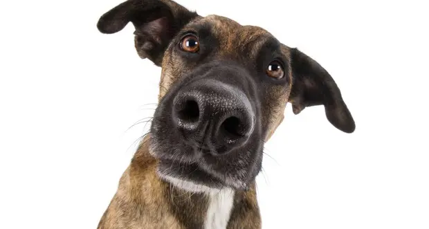 Ecco i cani per diabetici: l'olfatto salva dalle crisi glicemiche