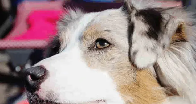 Alto Adige prepara banca dati dna cani per risalire ai proprietari maleducati