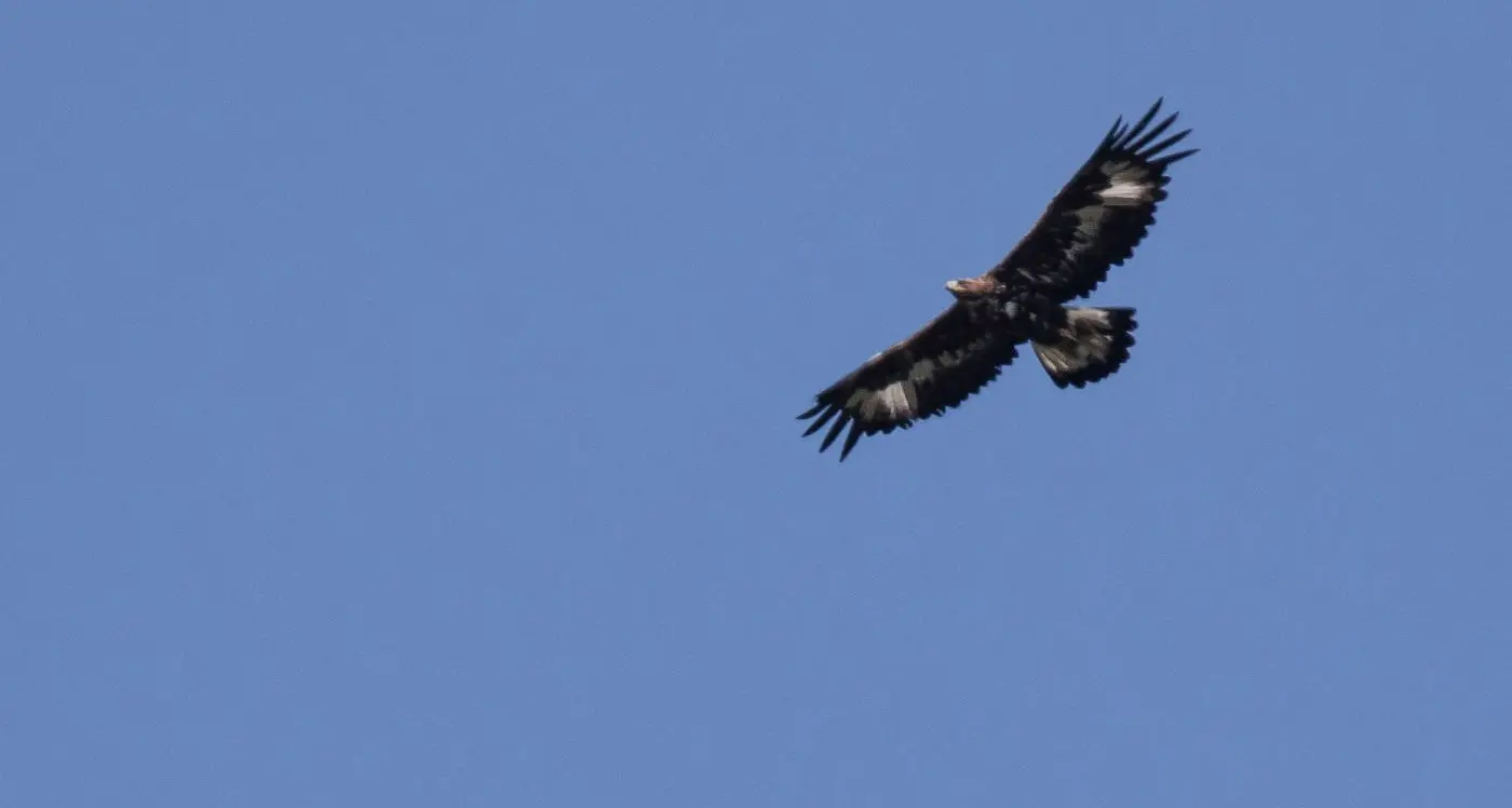 Un'aquila reale alla Sega di Ala