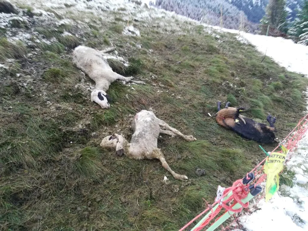 pecore predate dal lupo Val di fassa ( buffaurè)