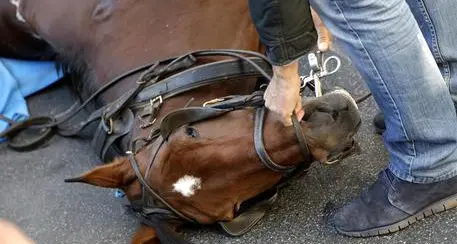 Maranza, cavallo scivola e muore dopo un volo di 600 metri
