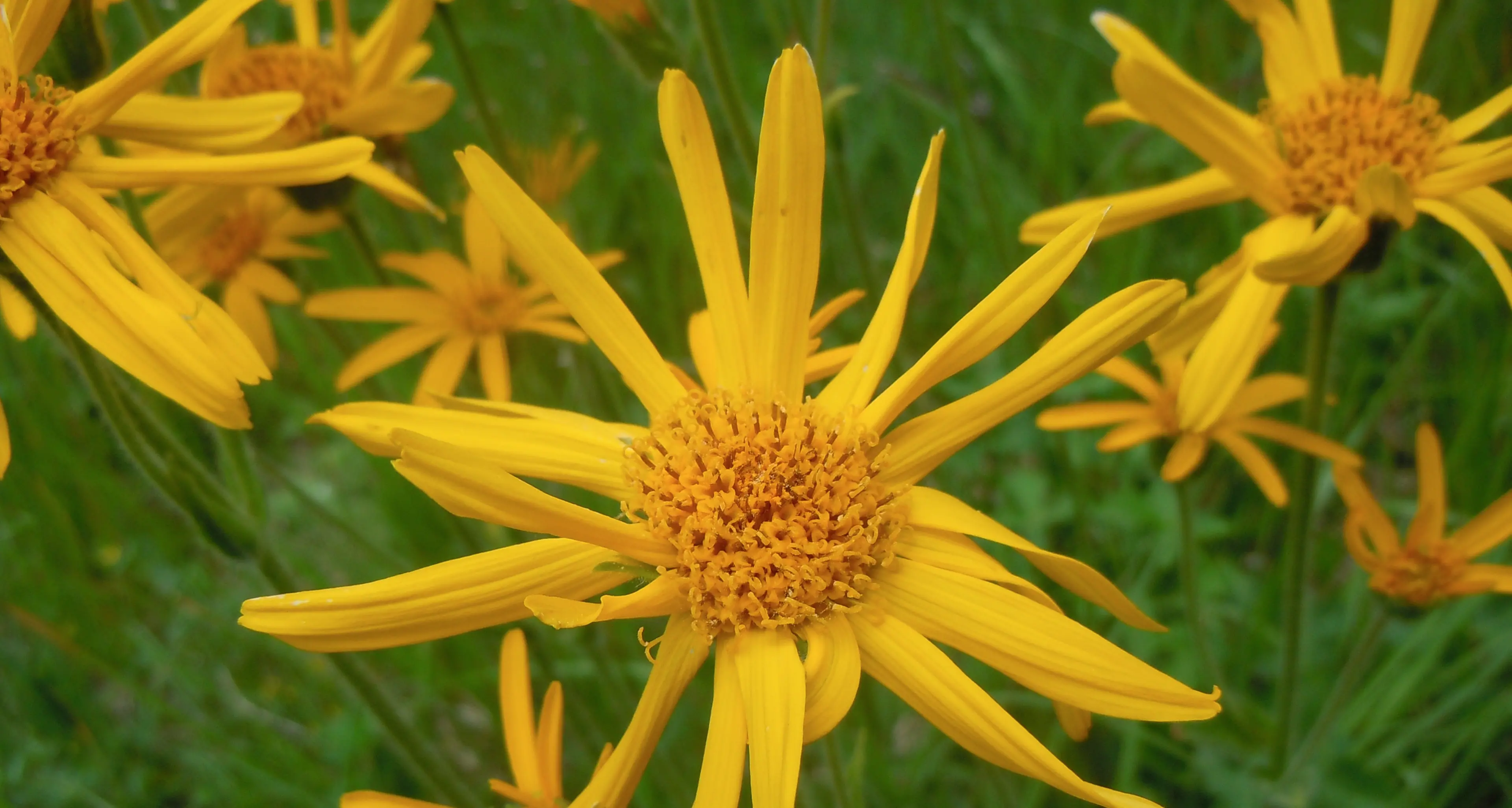 Gratis al giardino botanico di Passo Coe