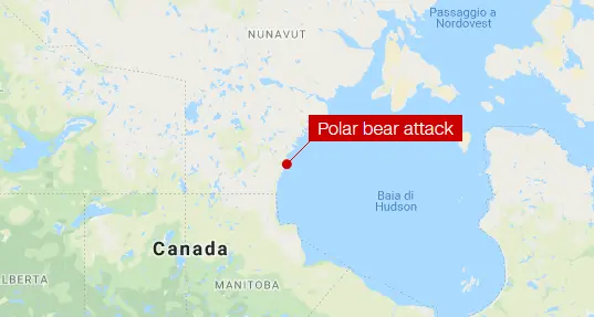 Papà canadese muore da eroe Affronta l'orso polare per salvare le figlie
