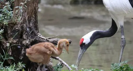 Al Parco Natura Viva è nata una gru della Manciuria