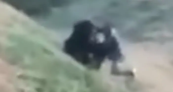 Tenta un selfie con un orso in India,sbranato