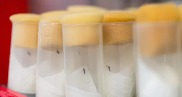 Il virus Dengue potrebbe trasmettersi anche per via sessuale
