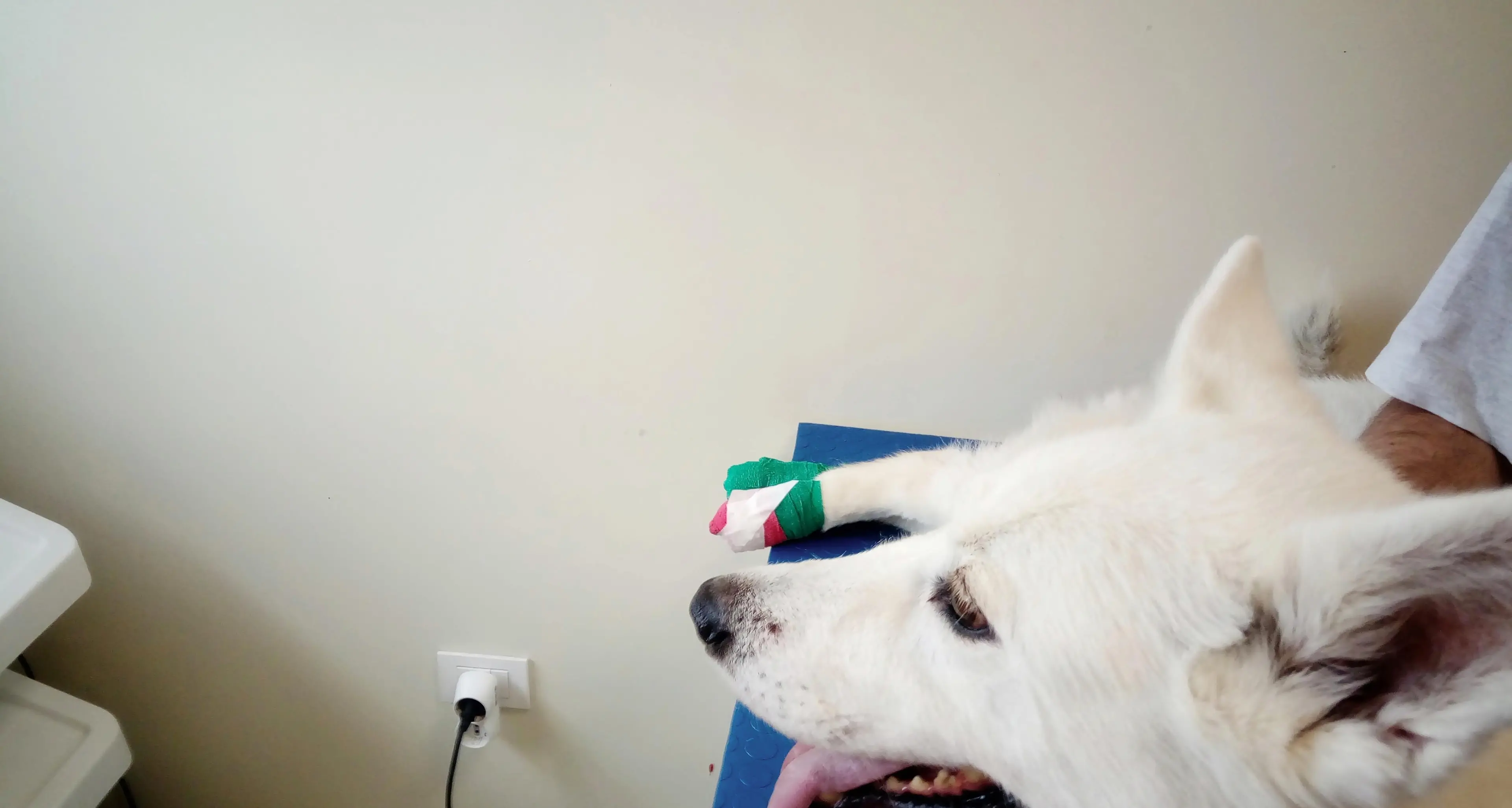 Bastione, tre cani feriti dalla nuova scalinata
