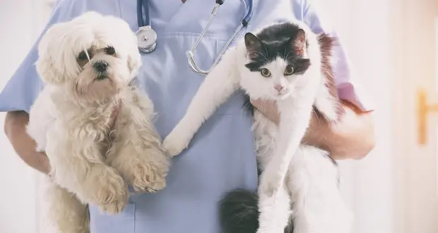 Farmaci veterinari, arrivano limiti alle vendite online