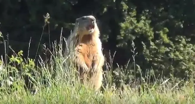 Lessinia, marmotta «vigile» del traffico sul sentiero