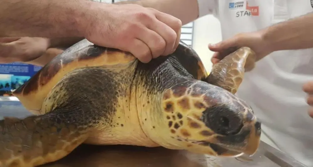 Cinque tartarughe ritornano in acqua dopo il salvataggio