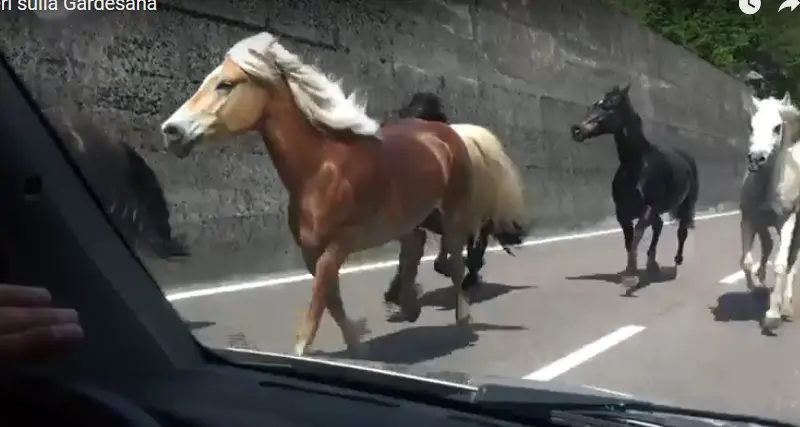 Cavalli liberi al galoppo sulla Gardesana - Video Scontro con una moto in galleria: 2 feriti Traffico bloccato al tunnel Limarò