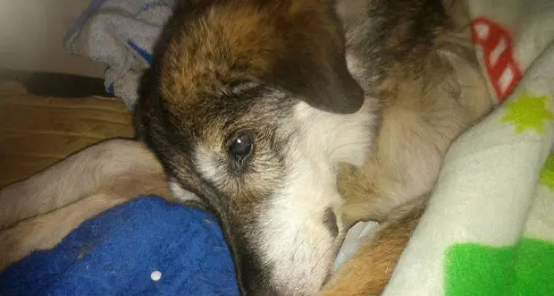 Addio a Shira: è morta la lupa più vecchia d'Italia
