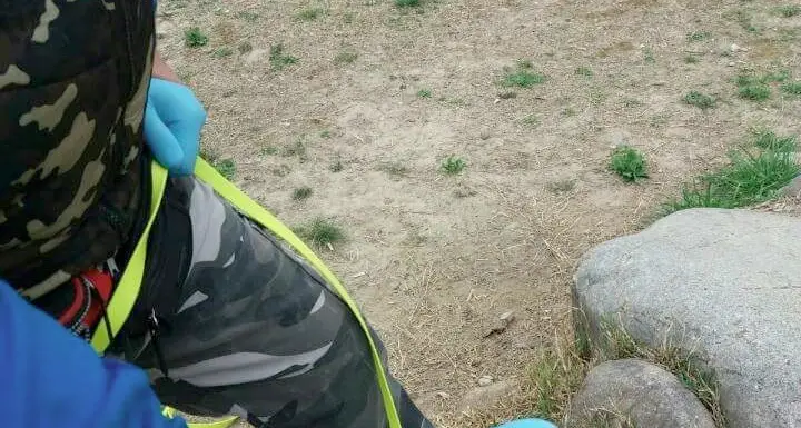 «Basta bocconi avvelenati contro gli animali» Gli animalisti scendono in piazza sabato