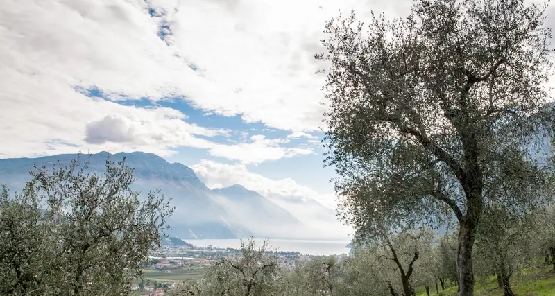 Olio eccellente, resa sopra la media