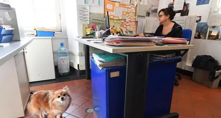 Al lavoro in ufficio col cane? Al comune di Genova si può