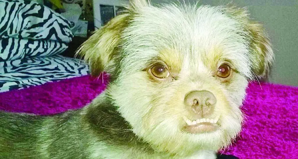 Cane sbranato da tre pitbull Sotto shock la proprietaria