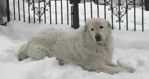 Una raccolta di firme per liberare il cane Miro