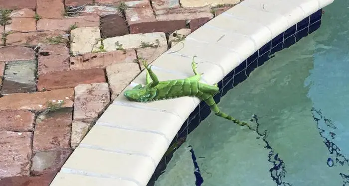 Gelo record, in Florida 'piovono' iguane per il freddo