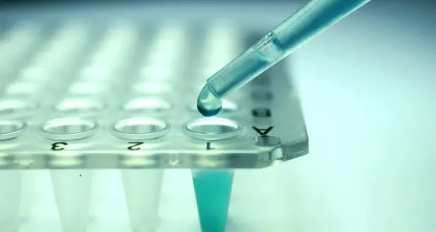 Le staminali dei denti per rigenerare i tessuti della bocca