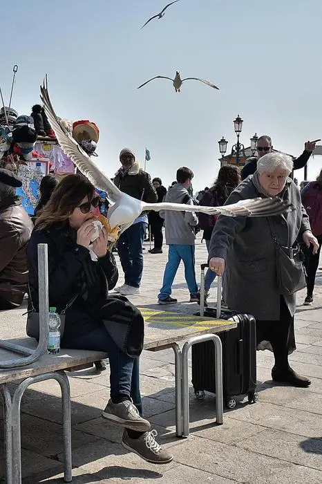 Una turista sudamericana che stava addentando un panino, seduta sulle passerelle per l'acqua in piazza San Marco, è stata 'attaccata' senza poter reagire da un gabbiano reale: col becco il grosso pennuto ha spezzato a metà lo snack, ancora nelle mani della donna, e senza neanche sfiorarla è poi fuggito con il bottino. Venezia, 30 marzo 2018. ANSA/ PER GENTILE CONCESSIONE DI MAURIZIO TORRESAN