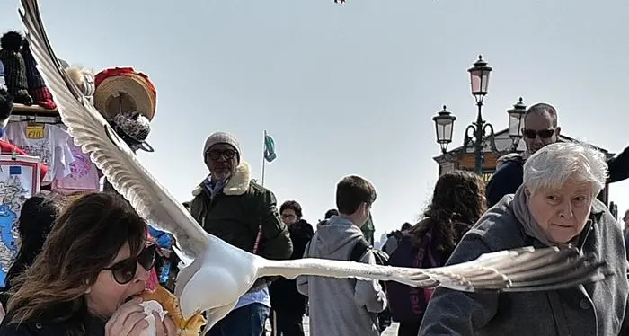 Venezia, attaccata dal gabbiano che le ruba il panino