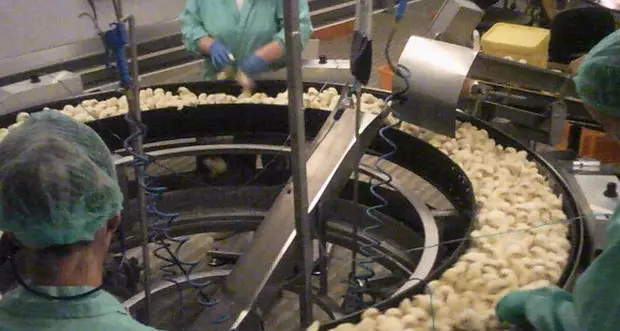 Il video shock sui pulcini in un allevamento intensivo