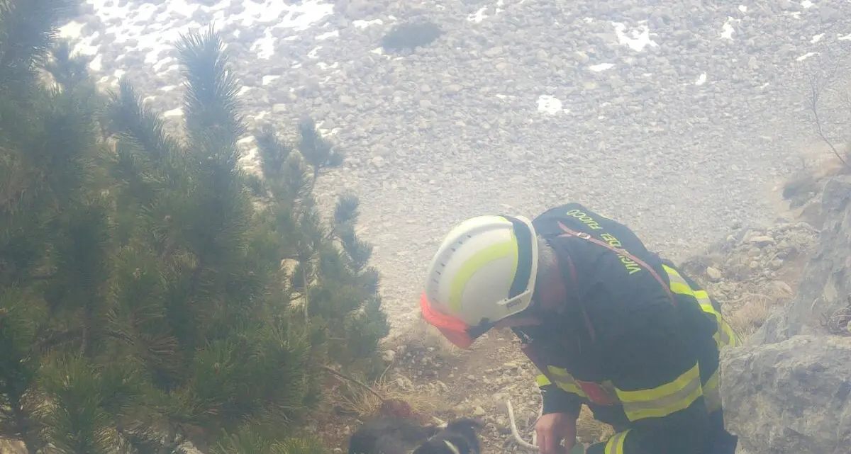 Cani intrappolati sullo Stivo Li salvano i pompieri