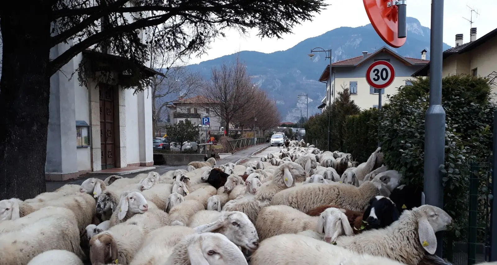 Un gregge di pecore e capre attraversa la città - Video