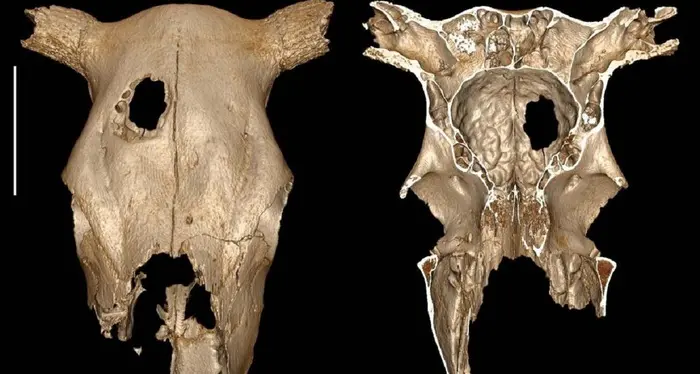 Chirurgia all’età della pietra, tecniche testate su animali
