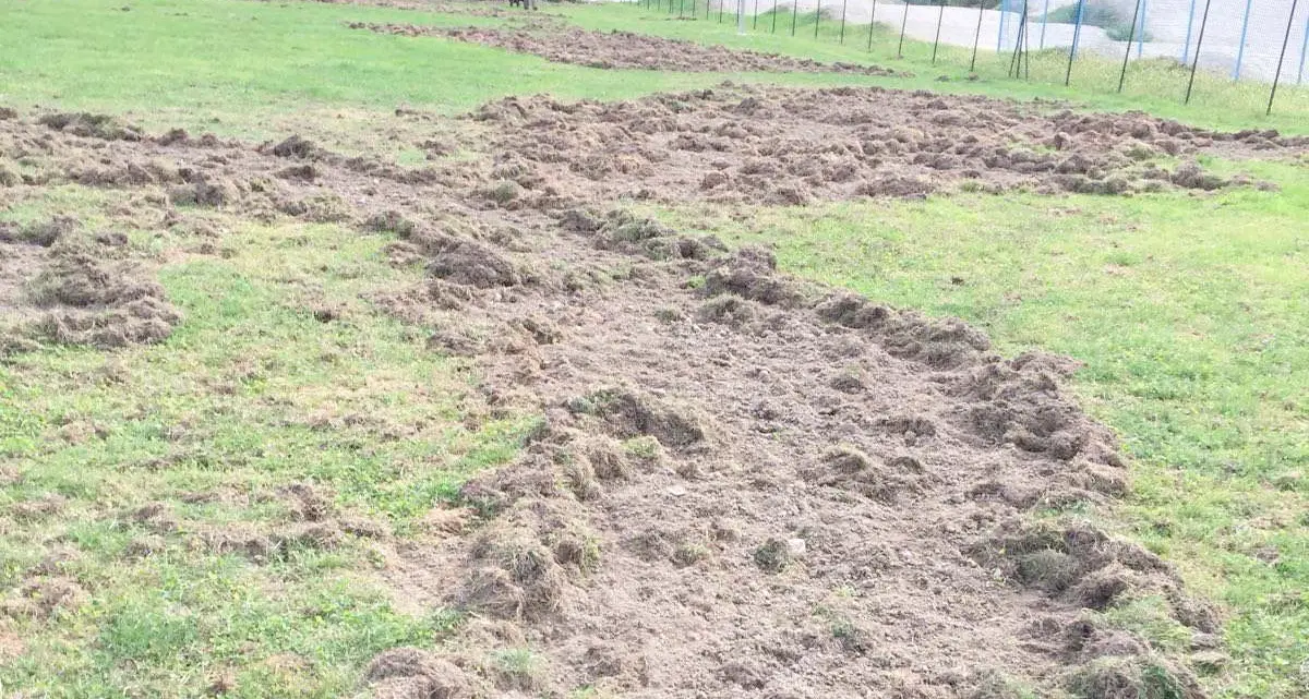 I cinghiali devastano il parco delle Busatte