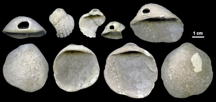 This undated image provided by João Zilhão in February 2018 shows perforated shells found in sediments in the Cueva de los Aviones near Cartagena, Spain. The artifacts date to between 115,000 and 120,000 years ago. New discoveries in some Spanish caves give the strongest evidence yet that Neanderthals created art. (João Zilhão via AP)
