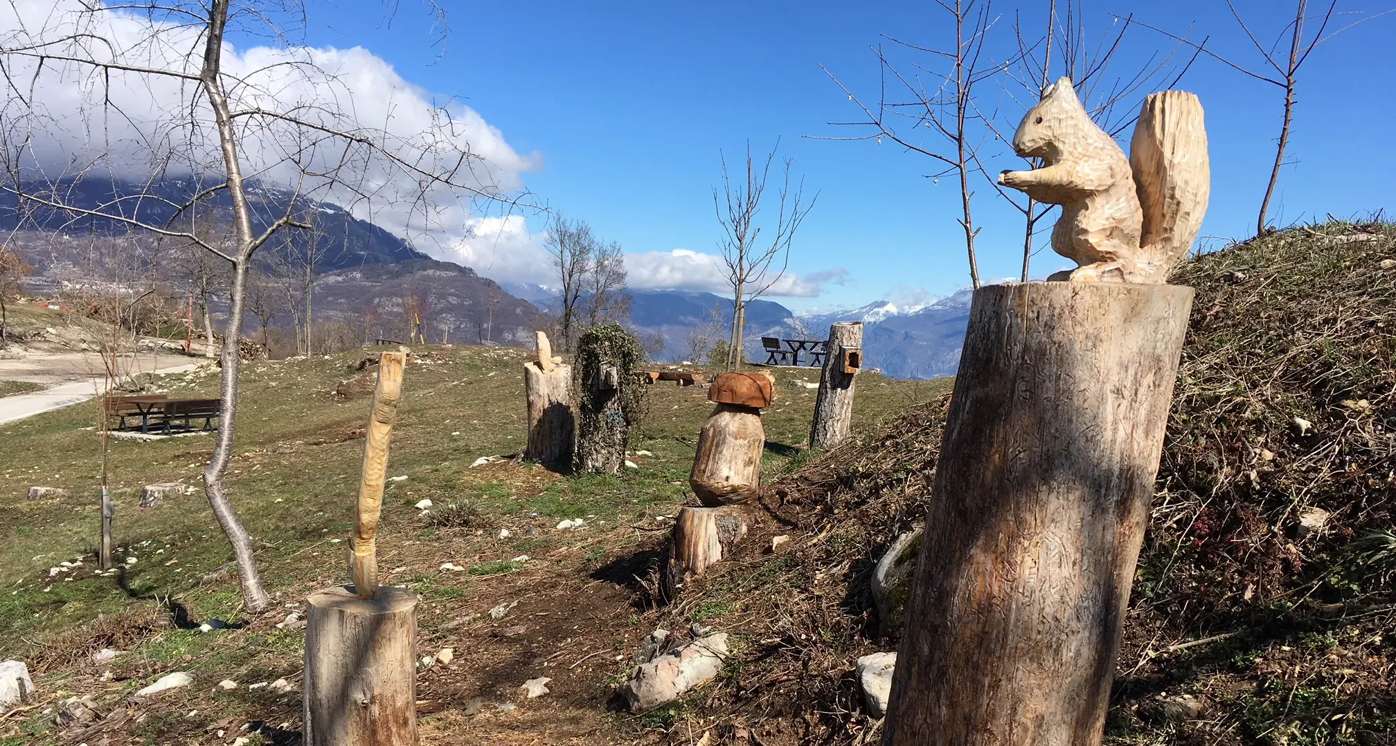 La pineta rinasce dopo la tempesta