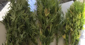 In quarantena perché positivo coltivava la marijuana in casa: gliene trovano 17 chili