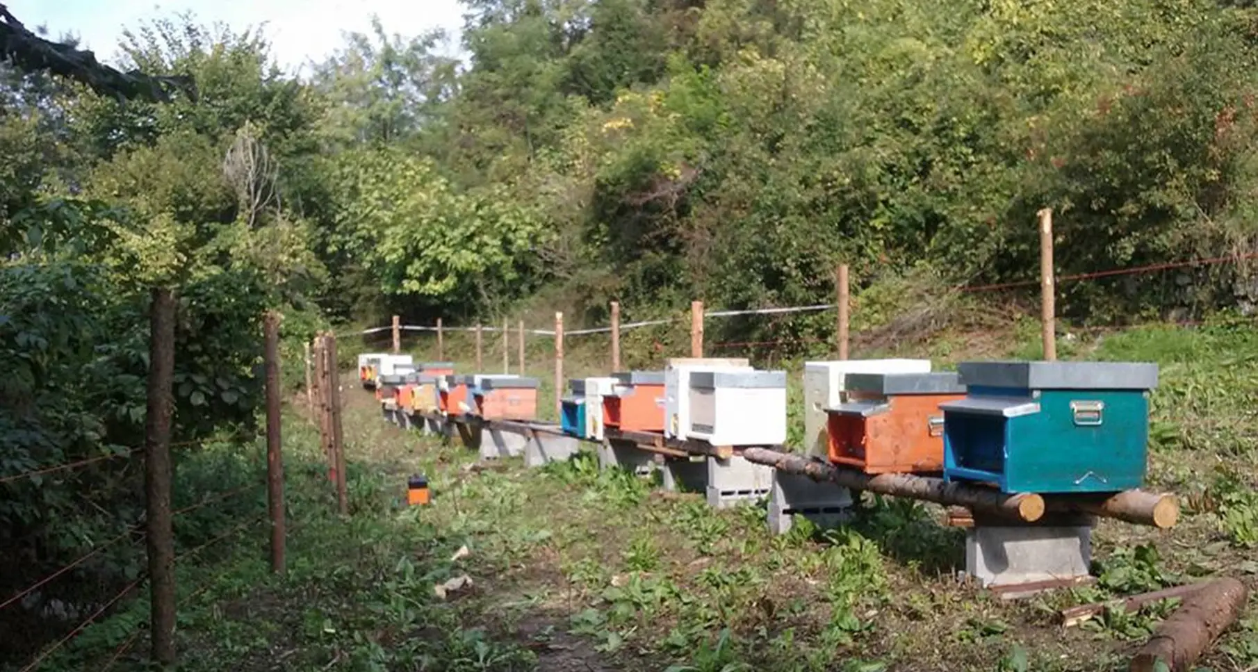 Rubava arnie ad agricoltori Denunciato un altoatesino