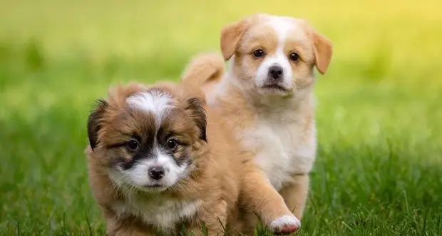 La Lav per un fisco più favorevole agli animali