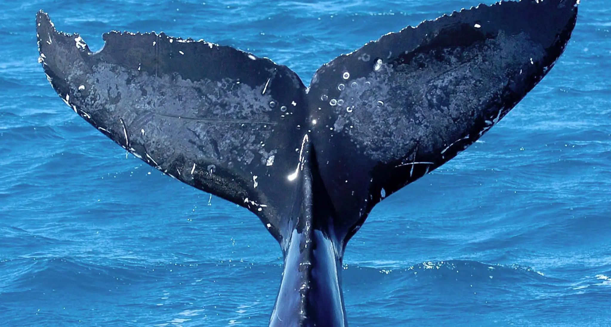 Calzature vegane per salvaguardare le balene