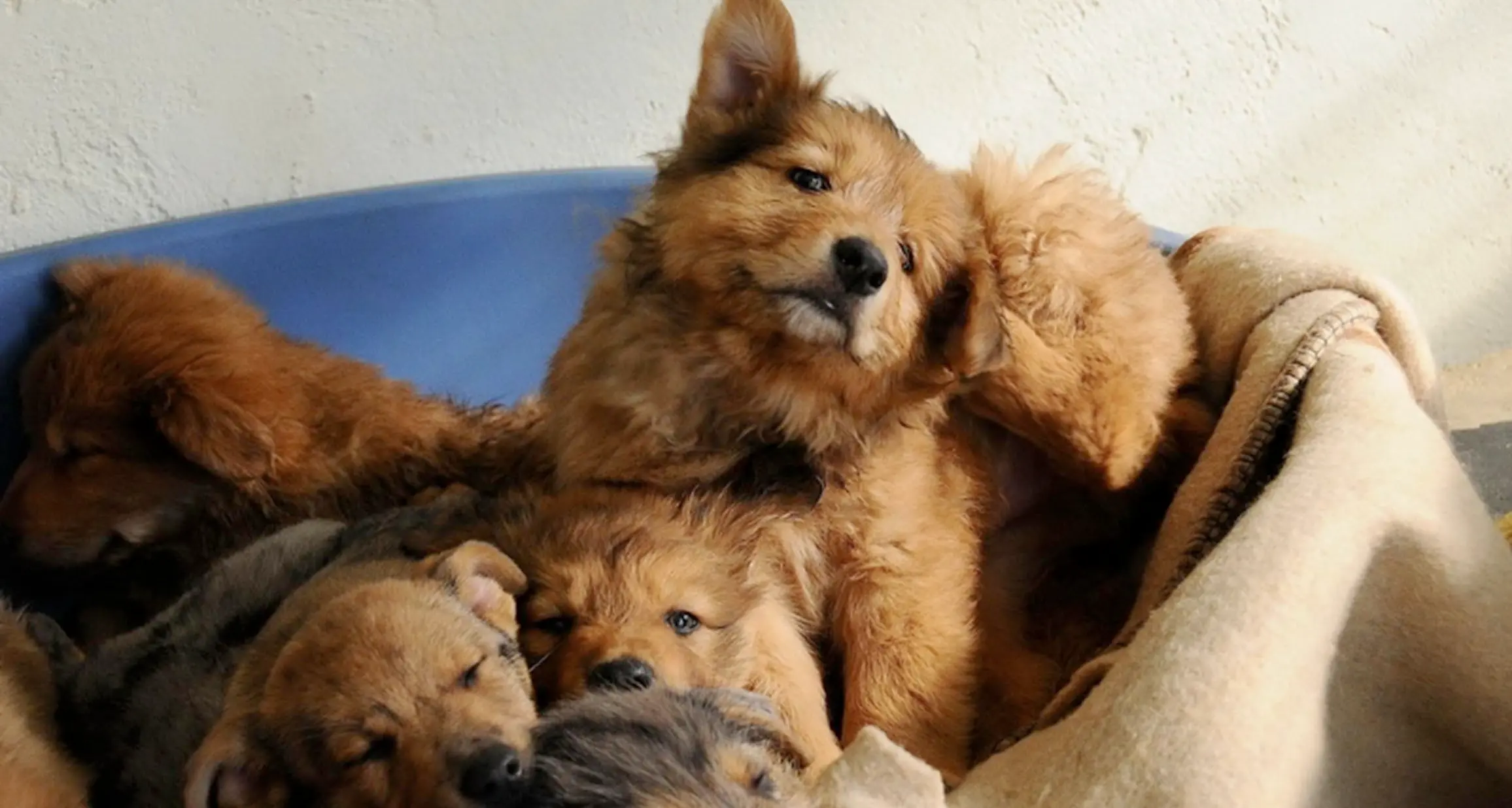 Alto Garda, il rifugio animali ha salvato 29 cani e 124 gatti