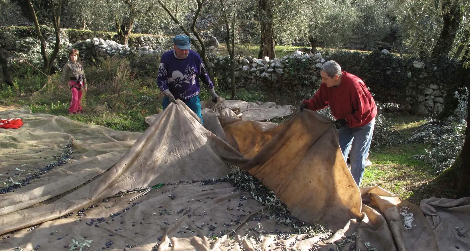 Gli olivocoltori del Trentino si sfidano a Cologna di Tenno