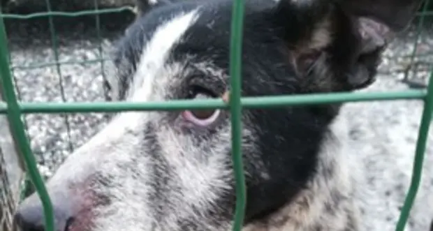 Un cane salvato in extremis dopo 3 settimane in un pozzo