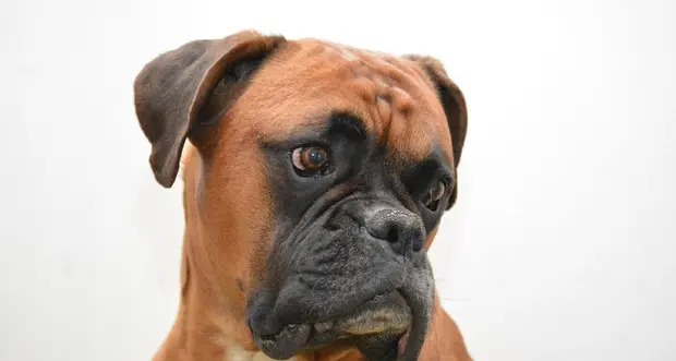 A Natale attenti al cane Un rischio i troppi dolci