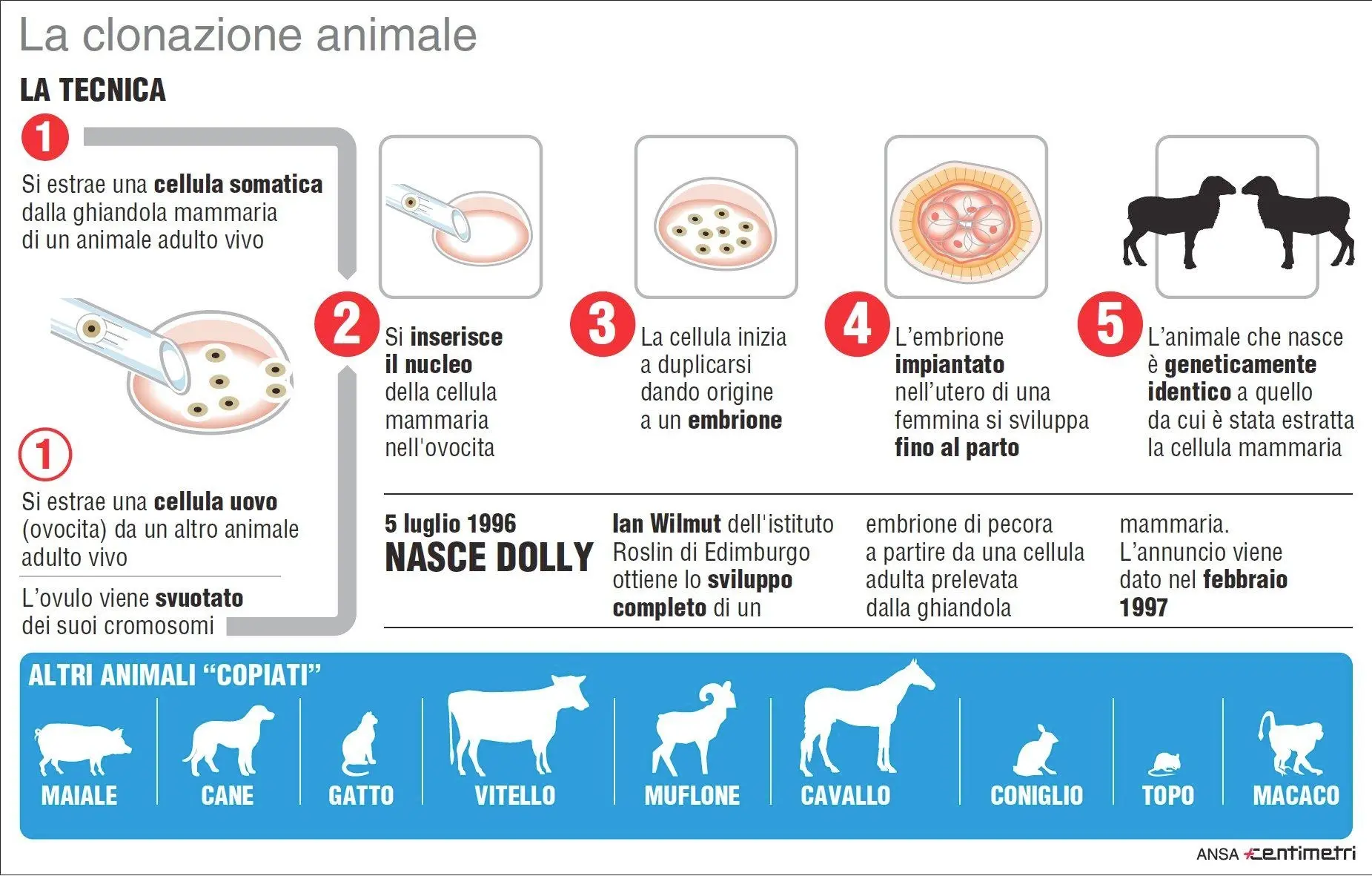 Nell'infografica realizzata da Centimetri una scheda sulla clonazione animale. ANSA/CENTIMETRI