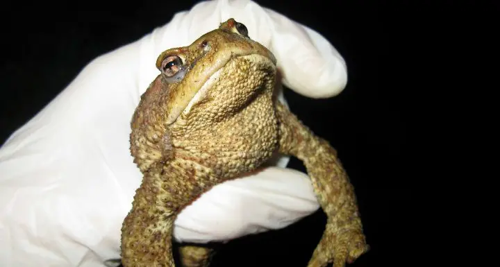 A Lagolo tratti in salvo nel 2017 quasi 3000 rospi Bufo Bufo