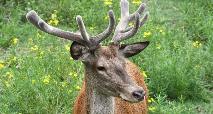 Inverno duro, nel Parco Stelvio oltre 300 cervi morti