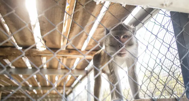 Sul tetto dell'università contro la ricerca su animali Al grido: «Macachi liberi»