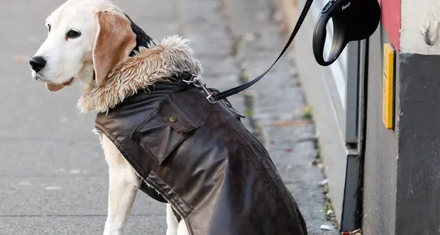 Obbligo di bottiglietta d'acqua per pulire la pipì dei cani