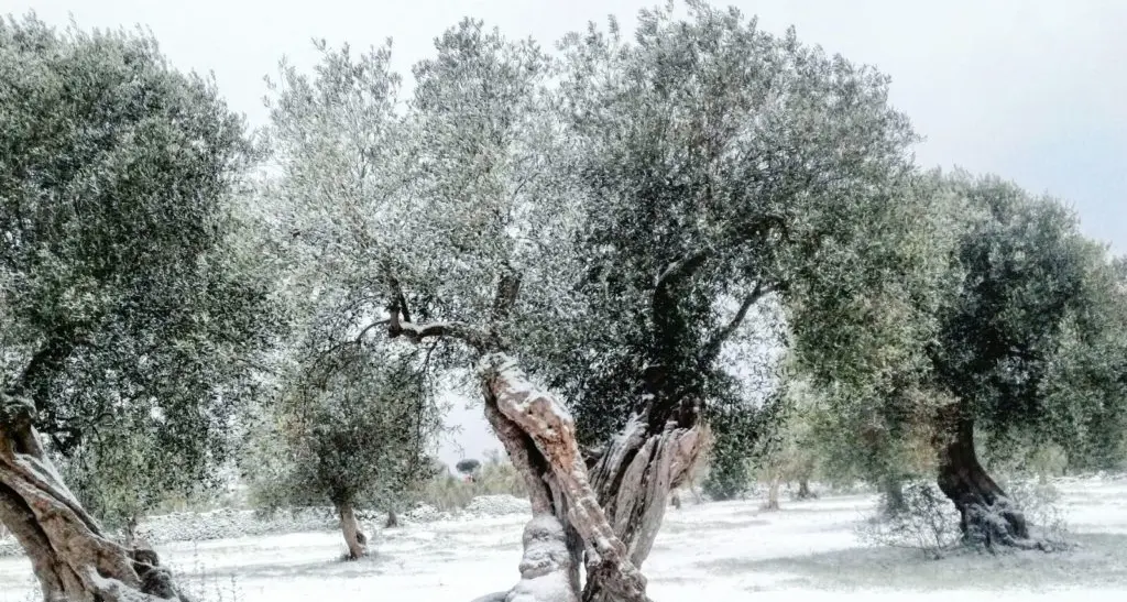 Burian shock per l'olivicoltura Danni per 120 milioni di euro
