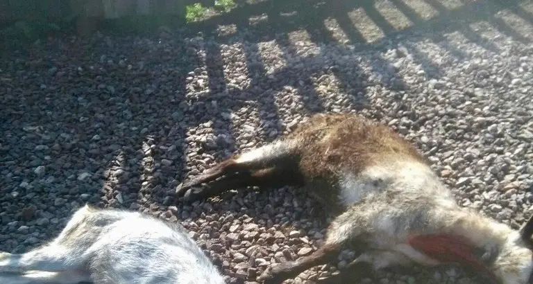 Il lupo attacca una malga a Masi di Cavalese Due capre morte, altre 5 e il cane sono feriti