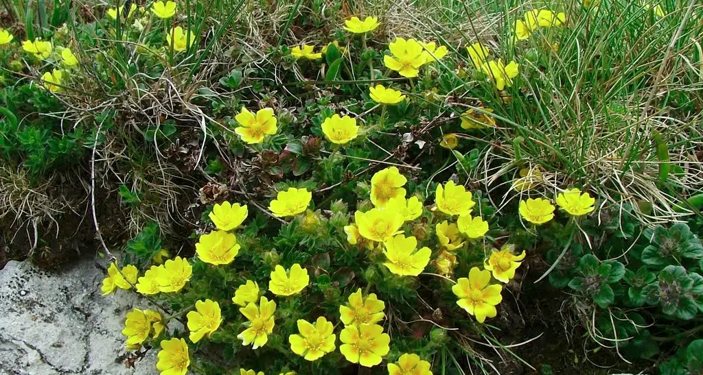 Fiori e eventi: inizia l'estate sul Baldo