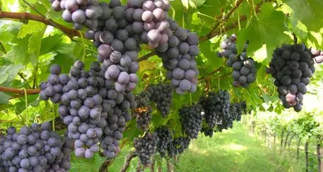 Viticoltura biologica: in Trentino in un anno è cresciuta del 20%
