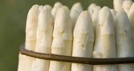 Gli asparagi bianchi trentini hanno il «bollino» di qualità